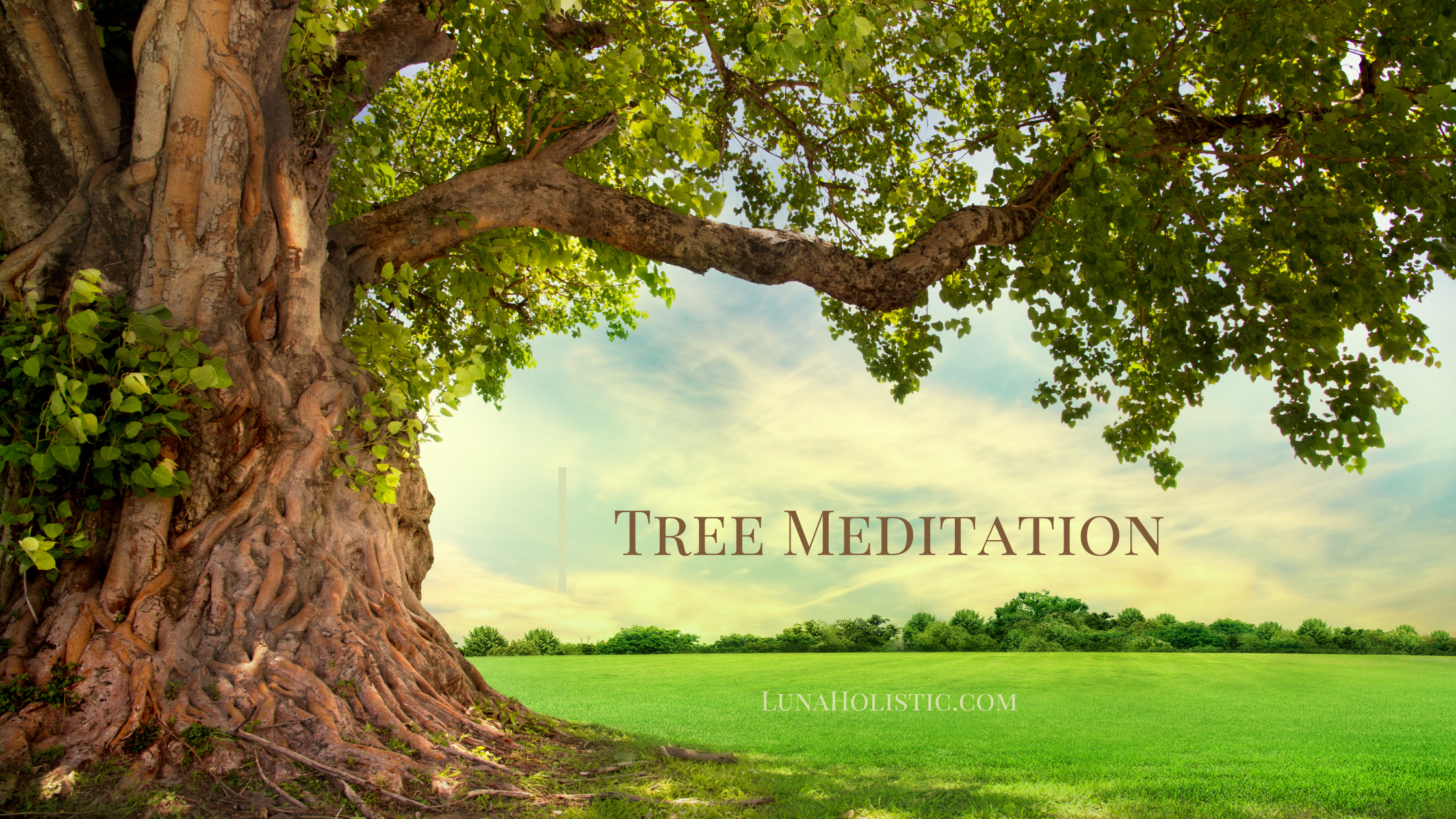 Tree Meditation - Guided Meditation - LunaHolistic.com